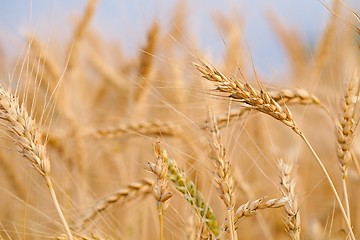 Image showing Wheat field detail