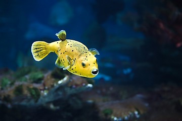 Image showing Bright Yellow Fish