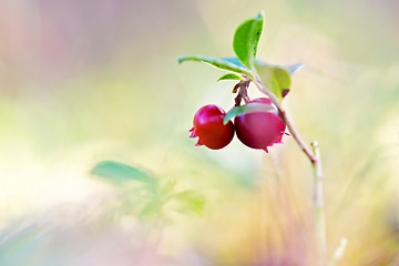 Image showing Macro shot of cowberry in forest