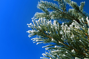 Image showing frosting fir tree