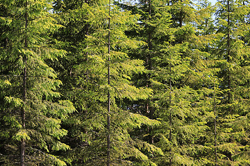 Image showing Background of Green Spruce Tree Forest