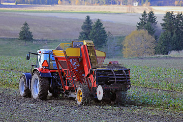 Image showing Sugar Beet Harvest on Autumn Field