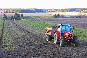 Image showing Harvesting Sugar Beet in Autumn