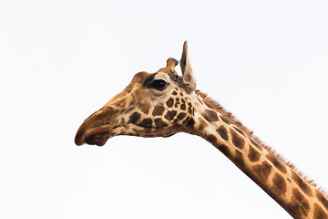 Image showing close up of giraffe head