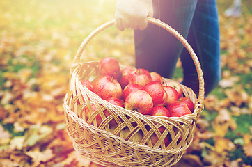 Image showing woman with basket of apples at autumn garden