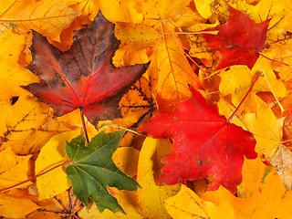 Image showing Autumn leaves background