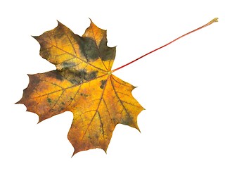 Image showing Autumn leaf on white