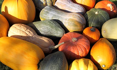 Image showing Squash and pumpkins