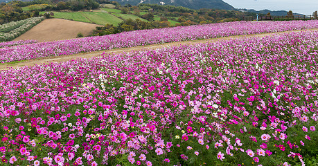 Image showing Pink Cosmos flower farm garden