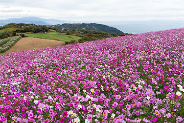 Image showing Cosmos flower