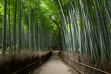 Image showing Bamboo grove in kyoto 