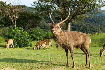 Image showing Group of deer