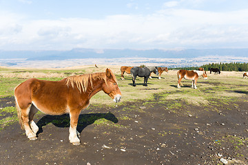 Image showing Horse farm