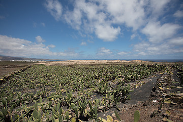 Image showing A large and important cactus plantation on Lanzarote.