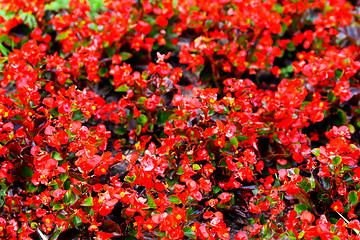 Image showing Begonia red