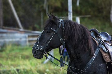 Image showing Black horse portrait