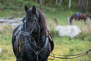 Image showing Black horse portrait