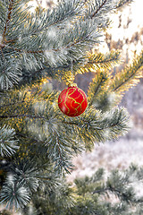 Image showing The branches of Christmas trees, toy