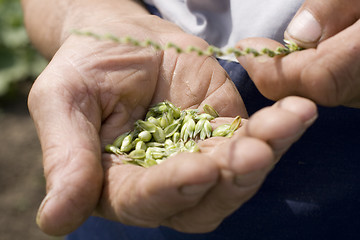 Image showing hands holding wheat