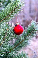 Image showing New Year's ball hanging on a branch of a Christmas tree in the forest