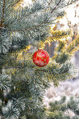 Image showing New Year's ball hanging on a branch of a Christmas tree in the forest