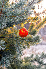 Image showing New Year's ball hanging on a branch of a Christmas tree in the forest