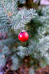 Image showing New Year's ball hanging on a branch of a Christmas tree in the forest