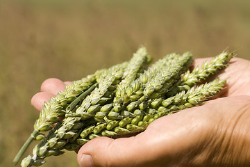 Image showing Hands holding wheat