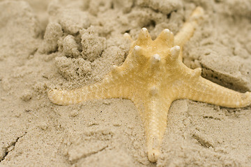 Image showing starfish on sand