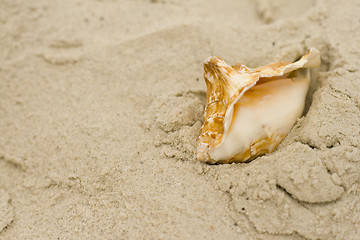 Image showing shell on sand