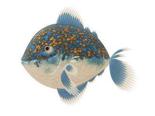 Image showing big comic fish