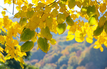 Image showing Autumn Trees and Leaves