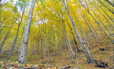 Image showing Autumn trees in forest