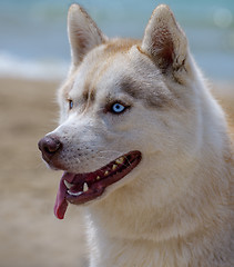 Image showing Dog portrait Husky