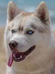 Image showing Dog portrait Husky