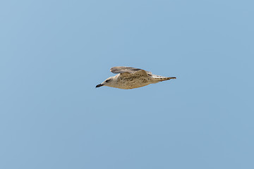 Image showing Seagull in fly