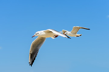 Image showing Two seagulls in fly