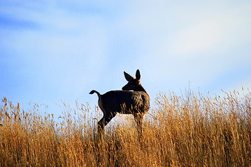 Image showing Deer outdoors.