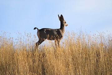 Image showing Deer outdoors.