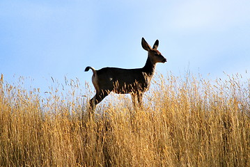 Image showing Deer outdoors.