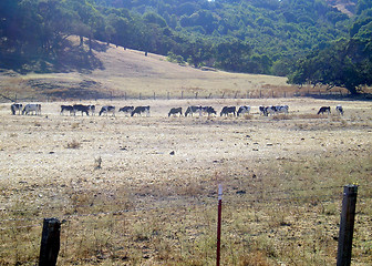 Image showing Cows grazing.