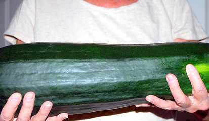 Image showing Oversize zucchini.