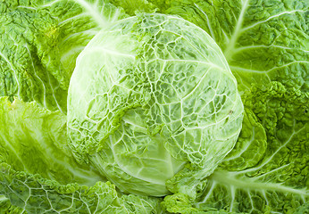 Image showing Cabbage