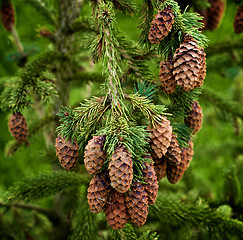 Image showing Spruce Branch With Cones