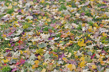 Image showing autumn leaves on the grass