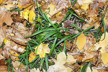 Image showing autumn leaves and green grass