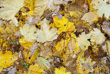Image showing different autumn leaves