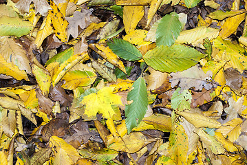 Image showing different leaves of trees