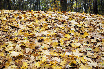 Image showing yellow leaves on the hill