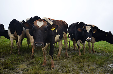 Image showing Cattles at Desa Dairy Farm Kundasang